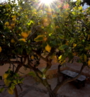 Villa Casa Girasol in Spain, lemon tree