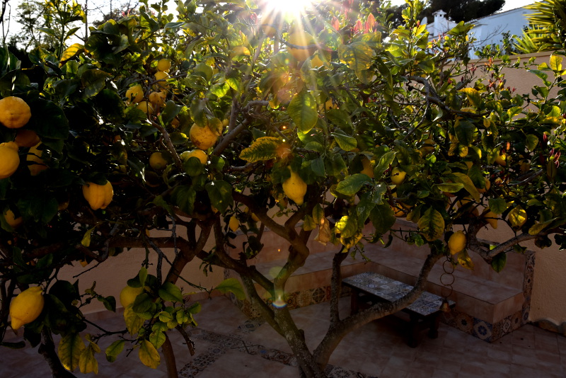 Villa Casa Girasol in Spain, lemon tree